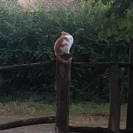 Igricz Farmhaz * Pócsmegyer